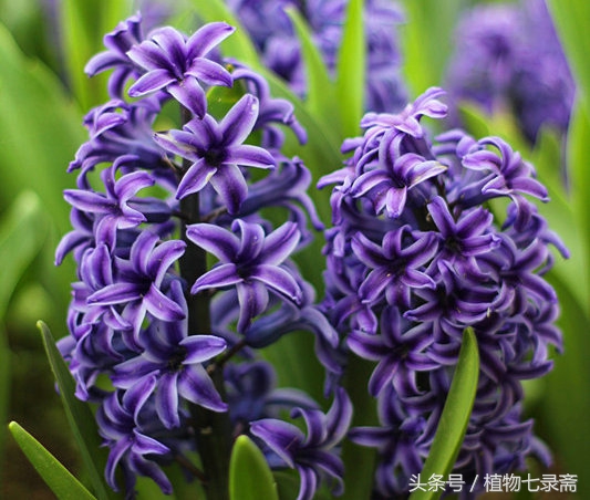 如何选择最好的洋葱,洋葱原来可以像莲花一样美