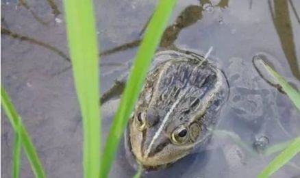 小时候在农村吃过的东西,小时候农村孩子吃的东西