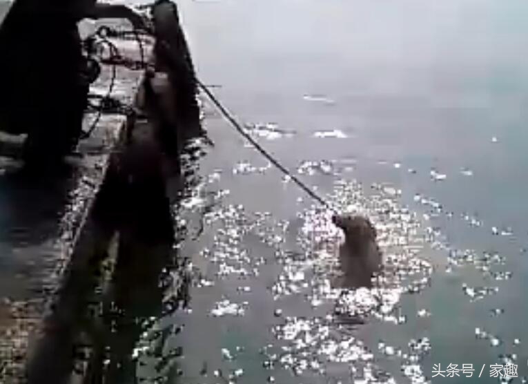 狗狗用洗衣粉洗澡,用洗衣粉给狗狗洗澡