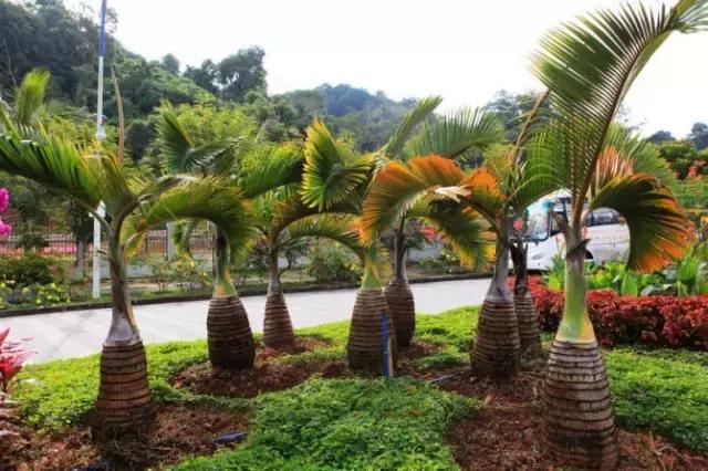 成都自驾曼谷,成都到曼谷机票