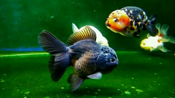 金鱼常见病及防治方法,家养金鱼如何消毒