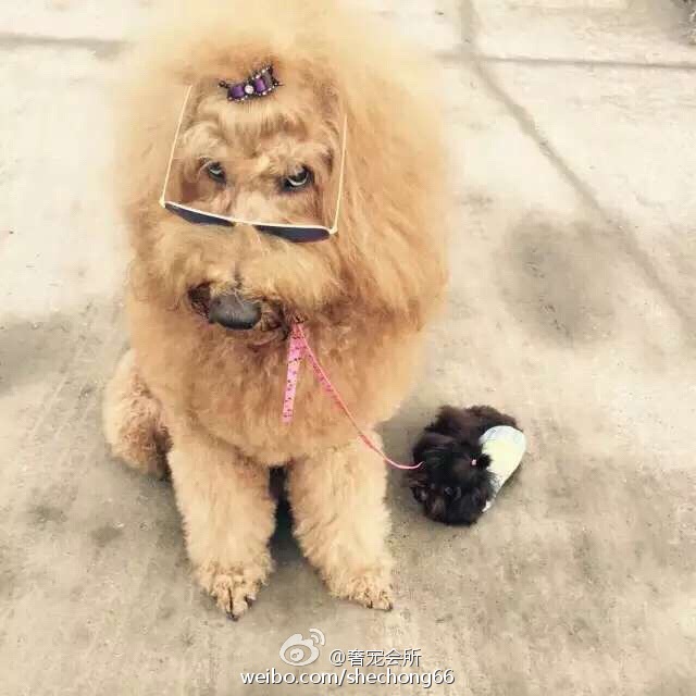 那些成精了的狗狗,那些成精了的宠物