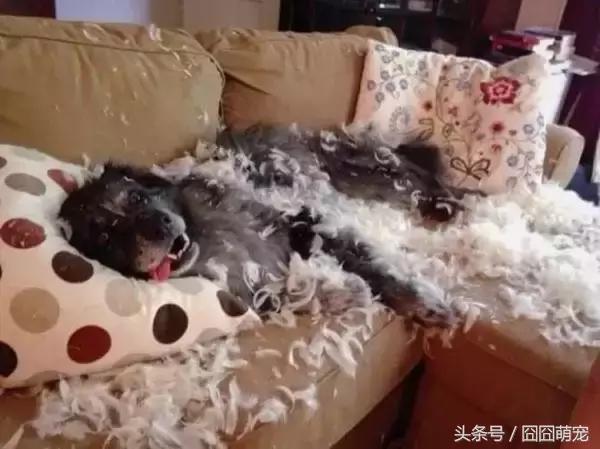 炖狗肉蘸什么料好吃,炖狗肉怎么炖好吃