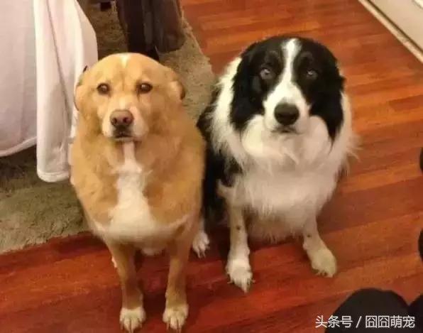 炖狗肉蘸什么料好吃,炖狗肉怎么炖好吃