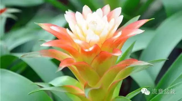 鸿运当头的花有毒吗能不能放家,鸿运当头鲜花有毒吗