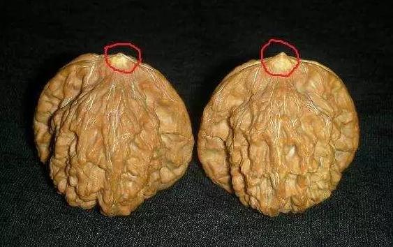 文玩核桃底部有虫眼怎么办,文玩核桃有虫眼什么样