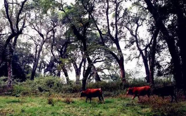 这个村庄一千年前建了个生态下水道，全村至今不淹水，生物还活着