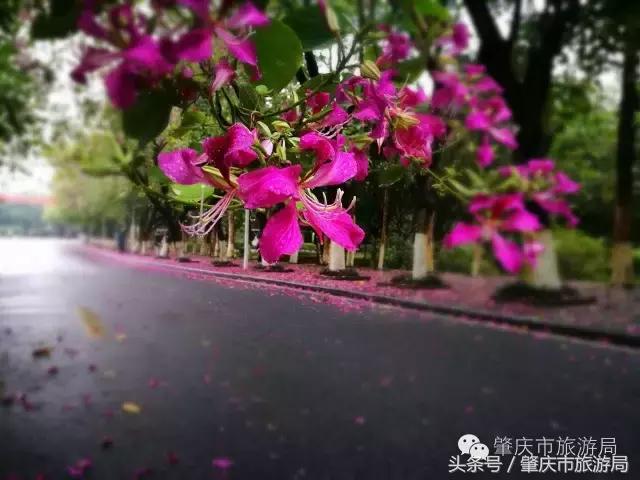 西大下了一场雨，美翻了整个肇庆！