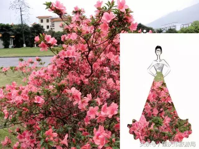 西大下了一场雨，美翻了整个肇庆！