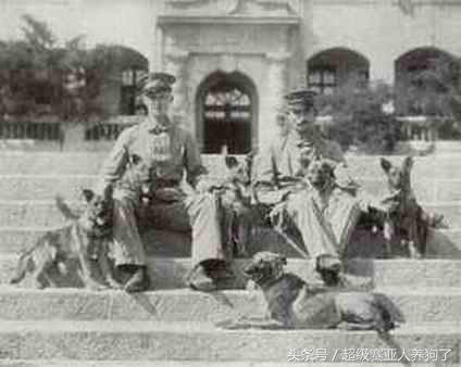 中国牧羊犬俱乐部成立,中国德国牧羊犬俱乐部犬舍