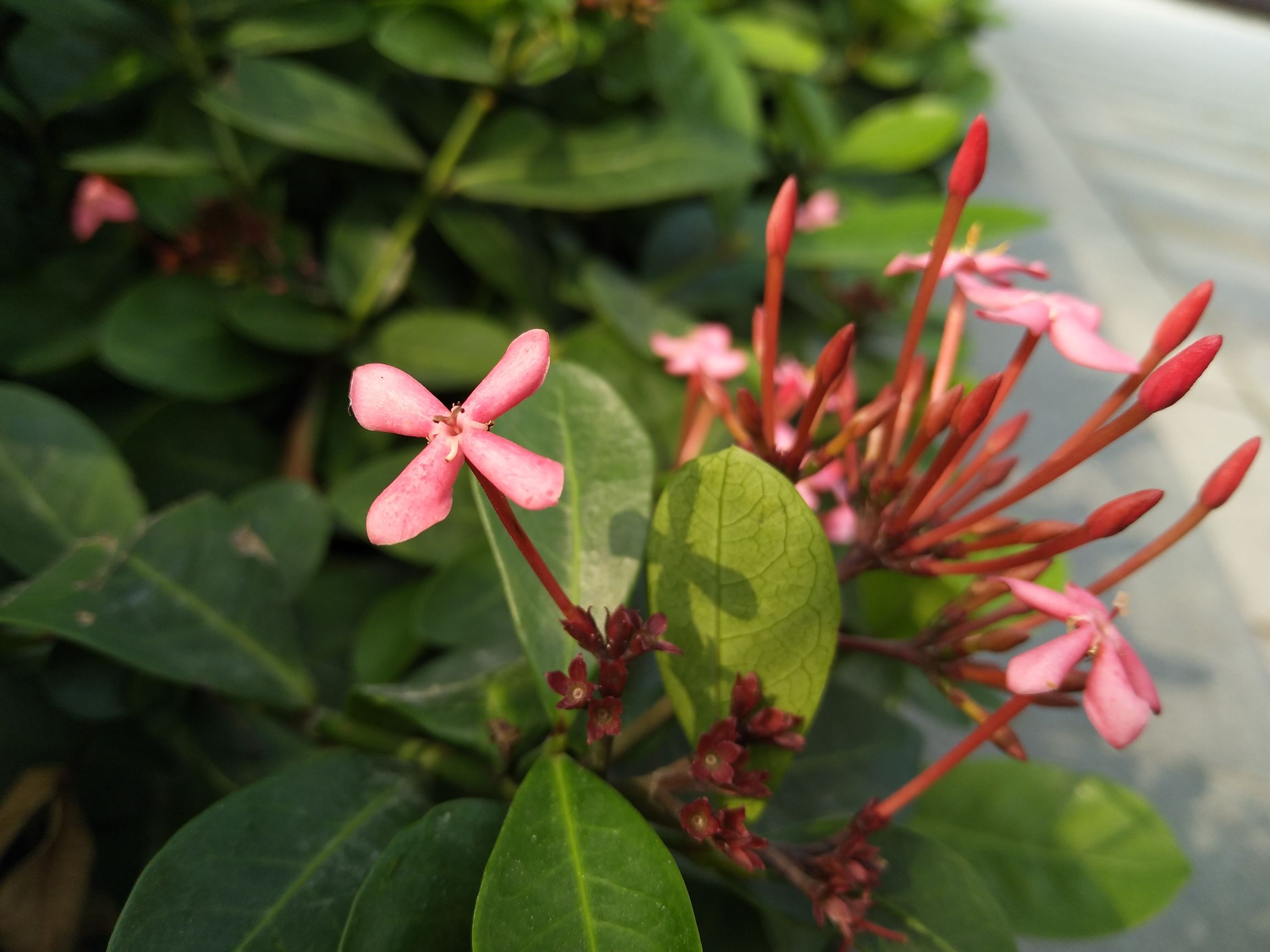 vivox9的拍照效果,vivo柔光双摄手机好吗