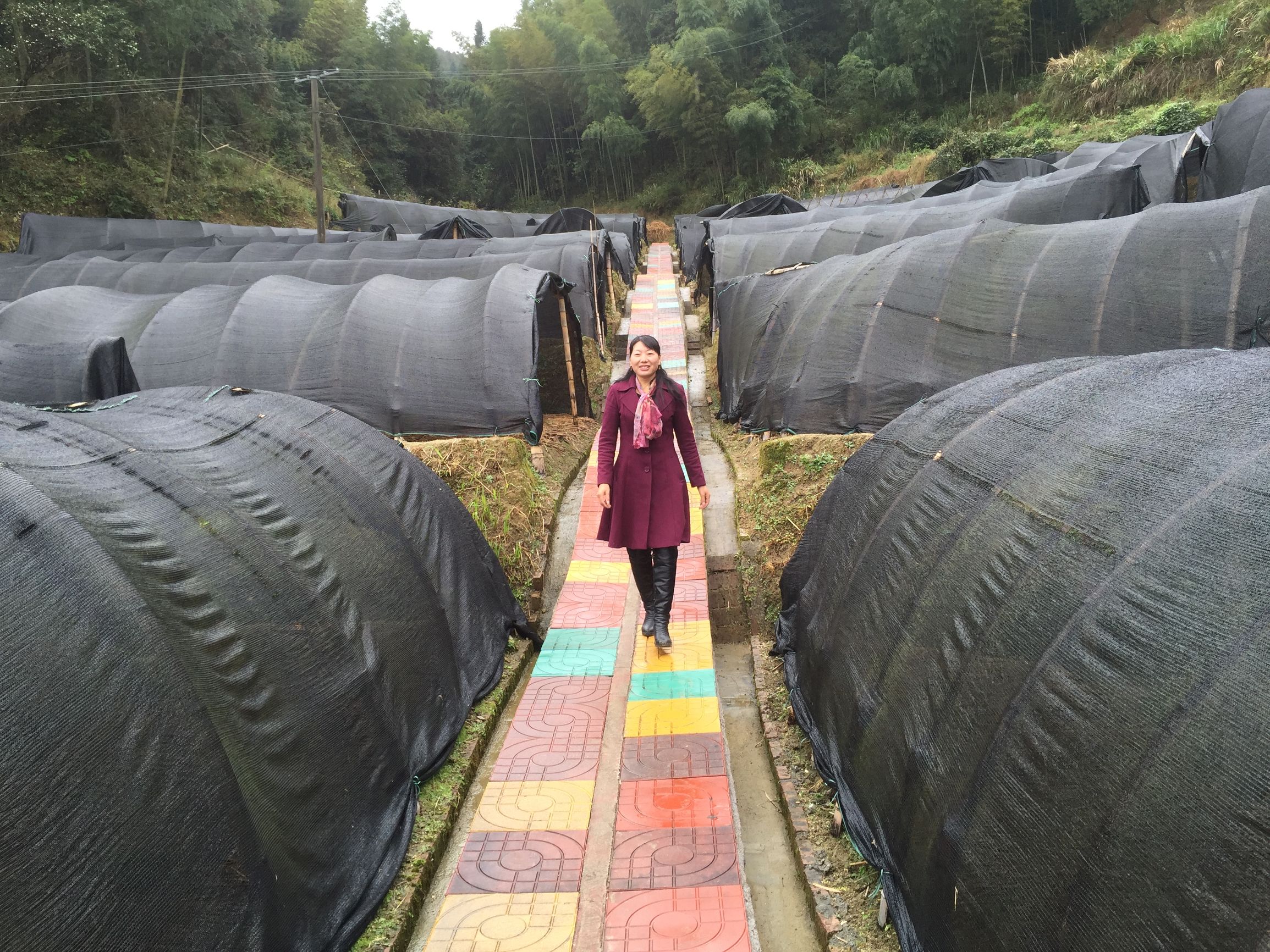 李福珍七叶一枝花,七叶一枝花李福珍