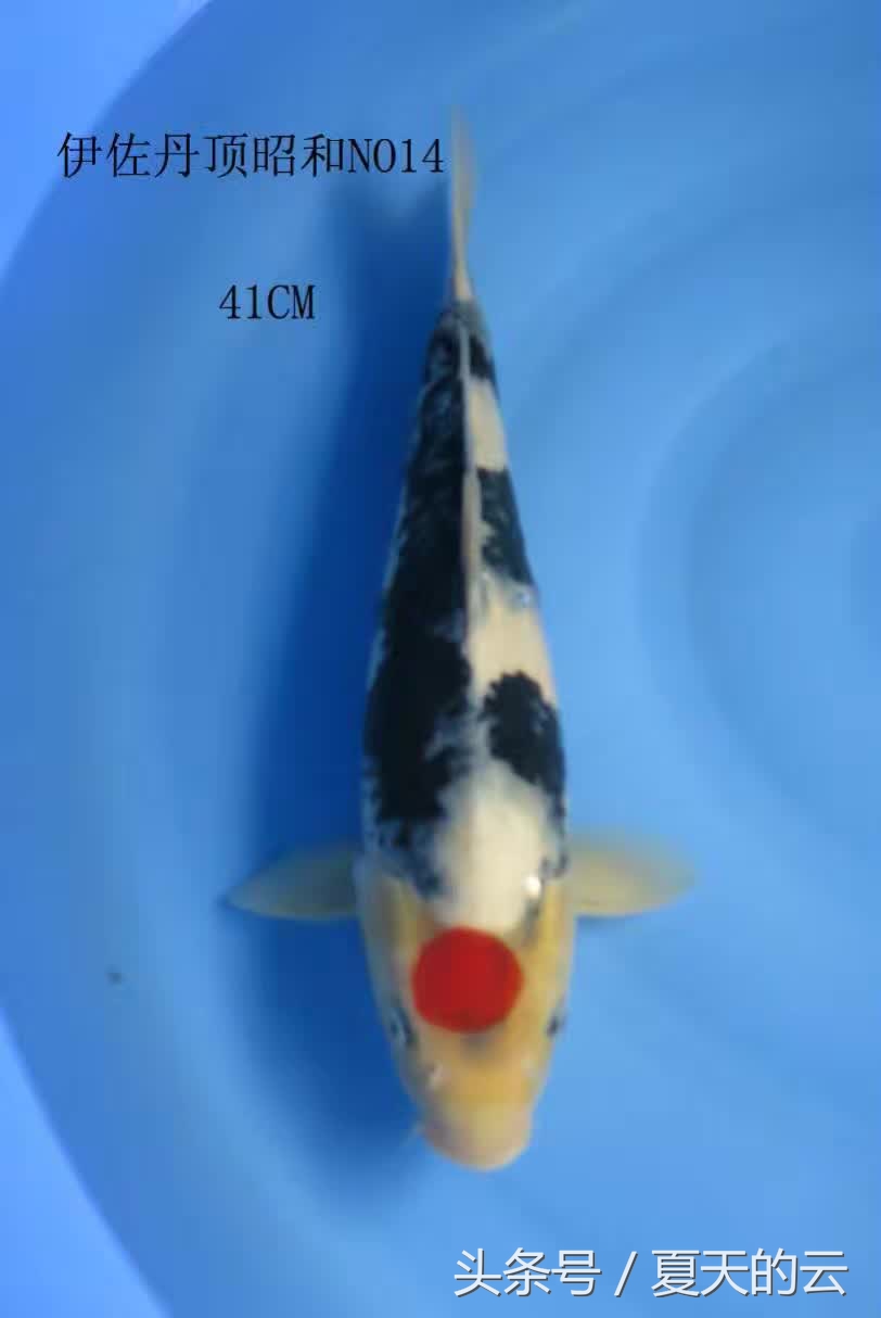 水泥池养鱼要怎么脱碱,水泥池脱碱后多久可以养鱼