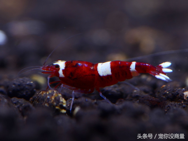 黑壳虾能活水晶虾活不了,养水晶虾不翻缸行不行