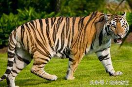 老虎遇到老虎该怎么办,如果老虎伤人了怎么办