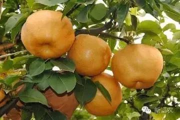 晚熟品种富硒黄梨,今年的黄梨丰收不丰收