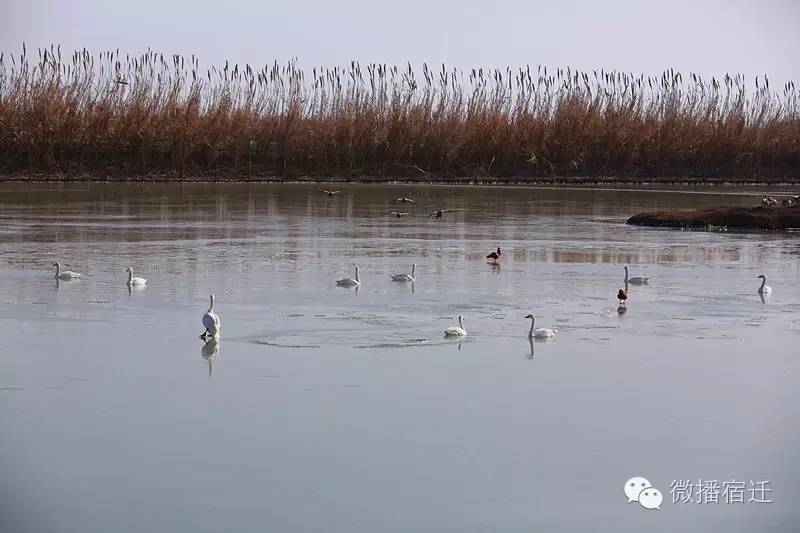 雪中宿迁,素颜都美到窒息!