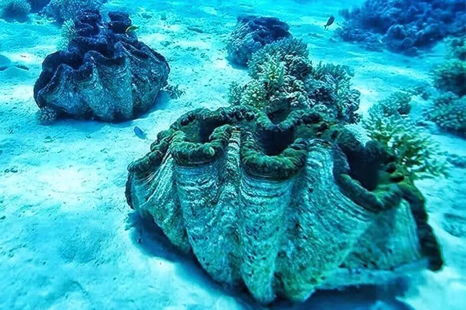 帕劳上帝水族馆介绍,帕劳上帝水族馆攻略