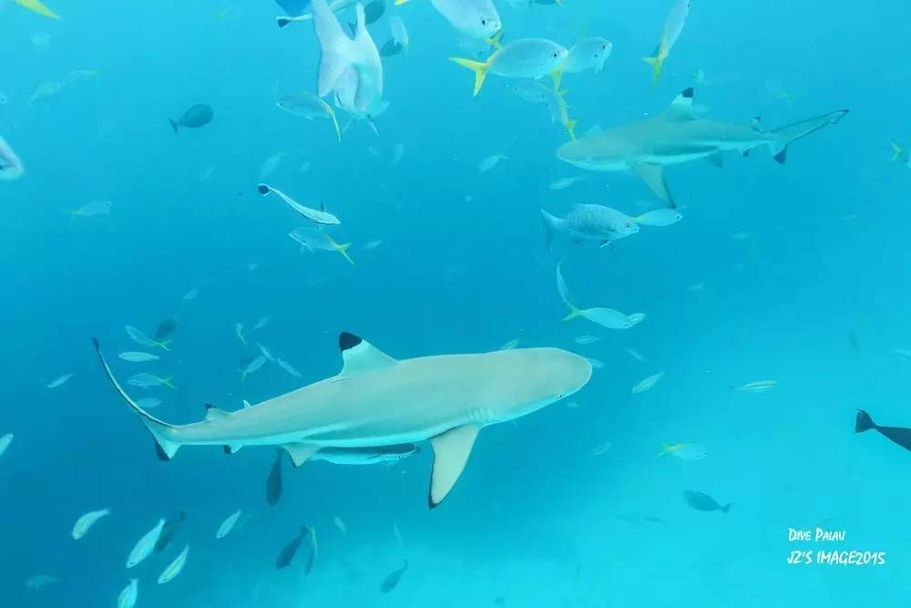 帕劳上帝水族馆介绍,帕劳上帝水族馆攻略