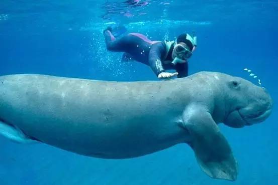 帕劳上帝水族馆介绍,帕劳上帝水族馆攻略