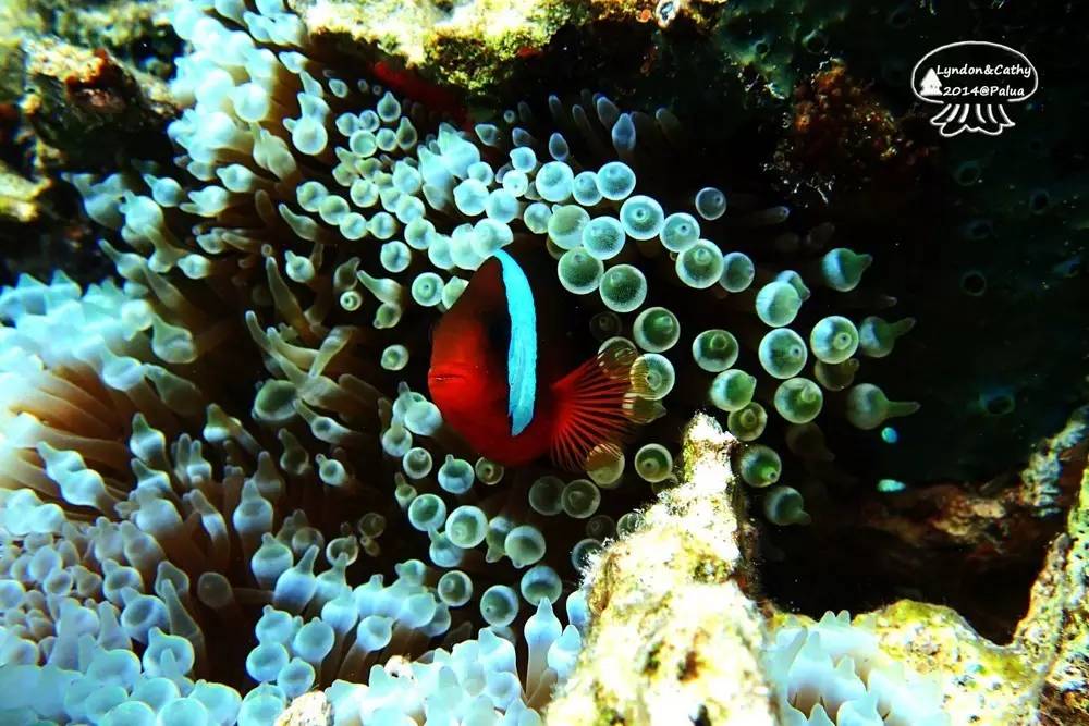 帕劳上帝水族馆介绍,帕劳上帝水族馆攻略