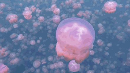 帕劳上帝水族馆介绍,帕劳上帝水族馆攻略