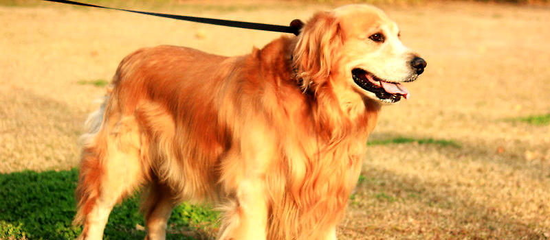 养金毛犬的冷知识,金毛犬的养护知识