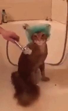 这不科学最不喜欢水的喵星人竟然带着浴帽洗澡还一脸享受