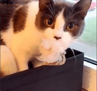 猫咪偷吃被逮个正着,猫咪偷吃被抓猫咪哭了