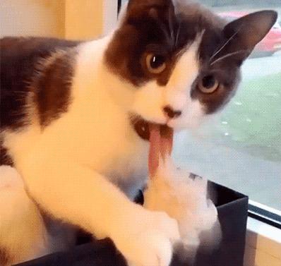 猫咪偷吃被逮个正着,猫咪偷吃被抓猫咪哭了