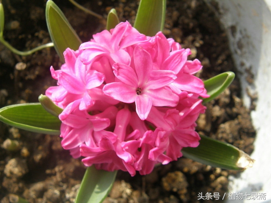 如何选择最好的洋葱,洋葱原来可以像莲花一样美