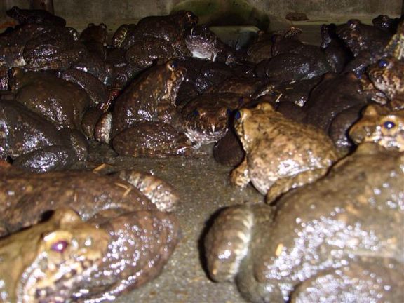 小时候在农村吃过的东西,小时候农村孩子吃的东西