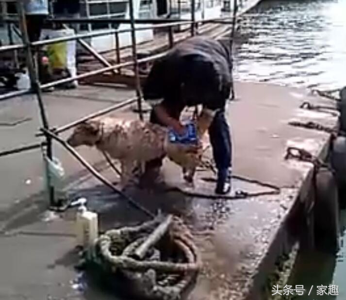 狗狗用洗衣粉洗澡,用洗衣粉给狗狗洗澡