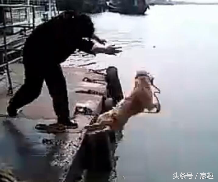 狗狗用洗衣粉洗澡,用洗衣粉给狗狗洗澡