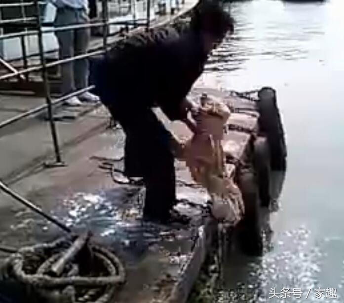 狗狗用洗衣粉洗澡,用洗衣粉给狗狗洗澡