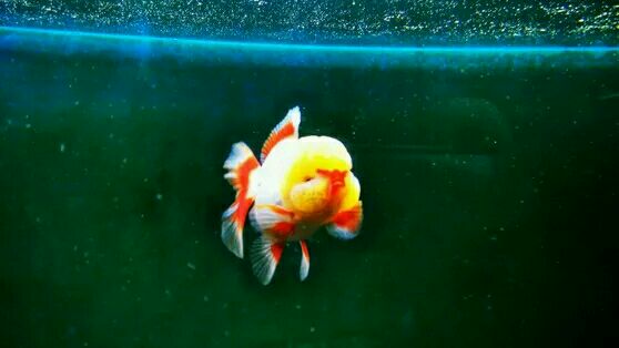 如何挑选金鱼,购买金鱼怎么挑选