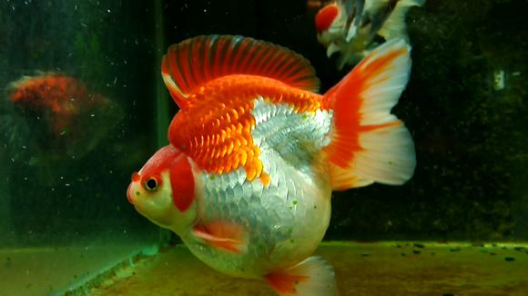 如何挑选金鱼,购买金鱼怎么挑选