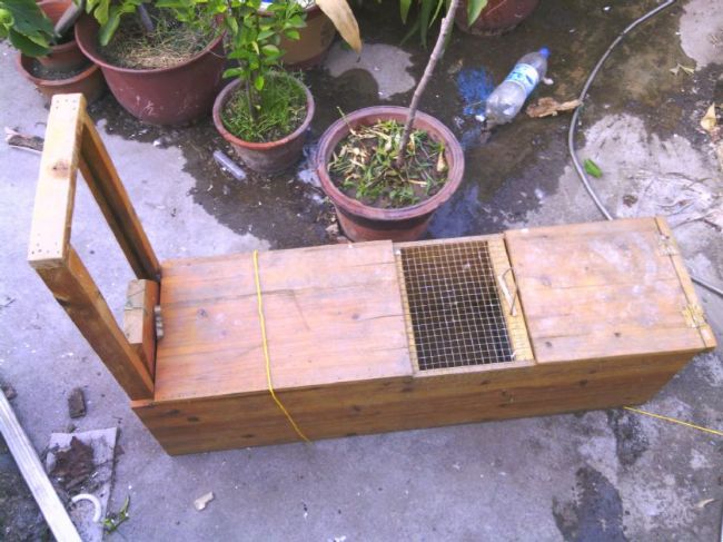 养土鸡防黄鼠狼有绝招,养土鸡一般要防哪些病