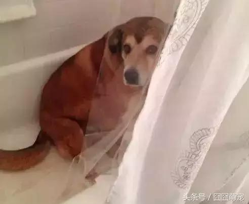 炖狗肉蘸什么料好吃,炖狗肉怎么炖好吃