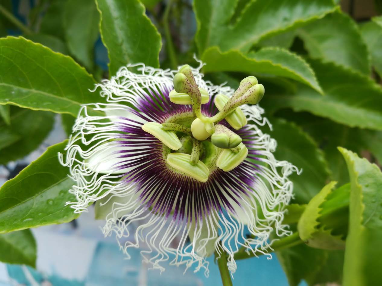 荣耀6至臻拍照,荣耀6x照相怎么样