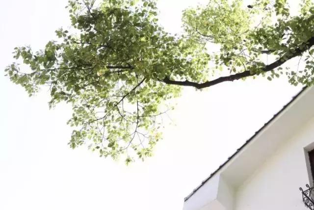 他颠覆我们心中理工男的形象，砸锅卖铁造民宿价格却低的惊人！