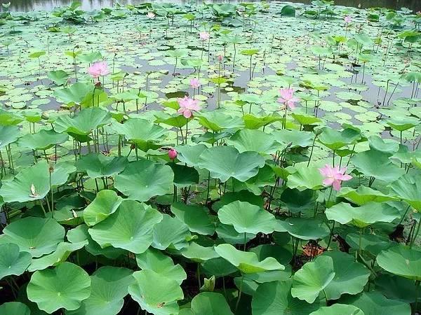 成都荷花池老照片,成都荷花池前世今生