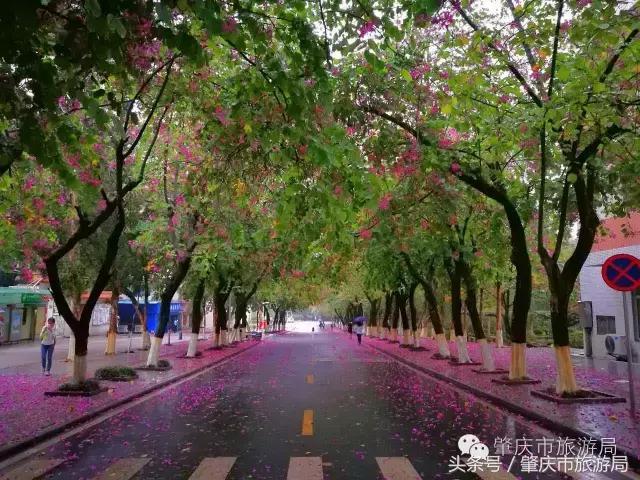 西大下了一场雨，美翻了整个肇庆！