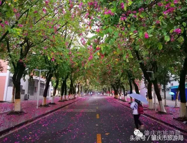 西大下了一场雨，美翻了整个肇庆！