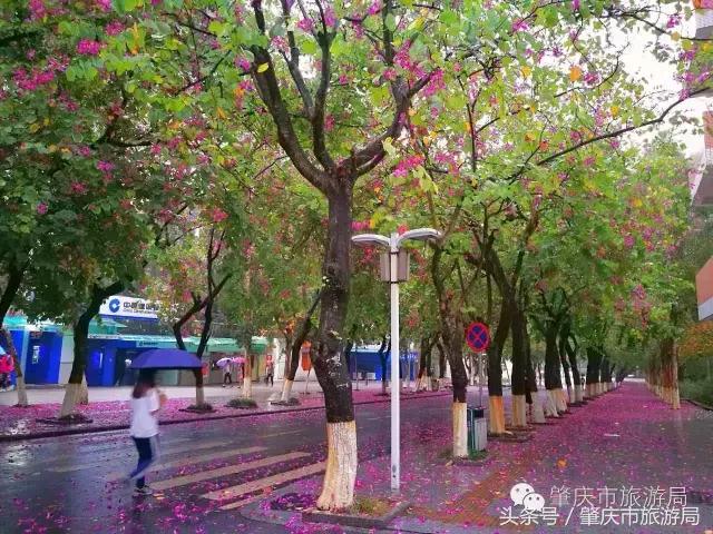 西大下了一场雨，美翻了整个肇庆！