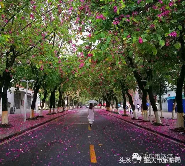 西大下了一场雨，美翻了整个肇庆！