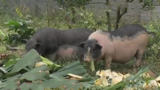 民间传说不杀五指猪,民间故事五指猪图片