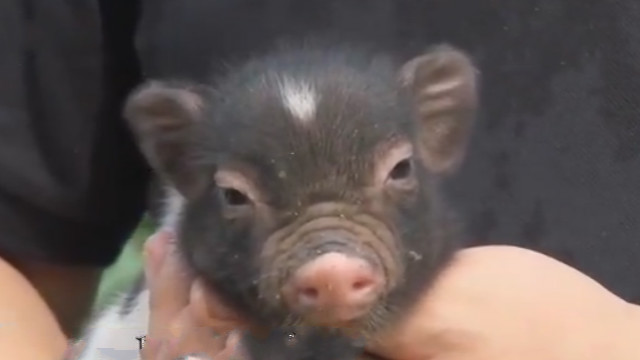 民间传说不杀五指猪,民间故事五指猪图片