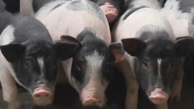 民间传说不杀五指猪,民间故事五指猪图片