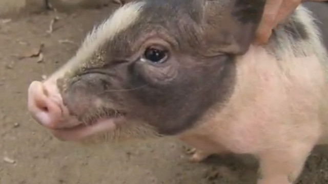 民间传说不杀五指猪,民间故事五指猪图片